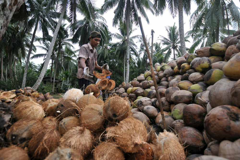 kebun kelapa Gorontalo