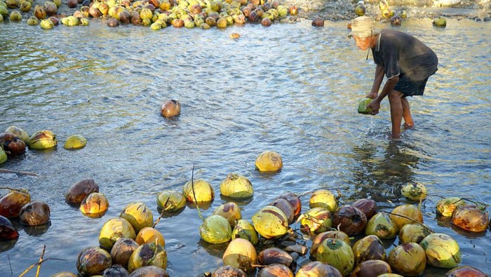 kelapa potensi besar